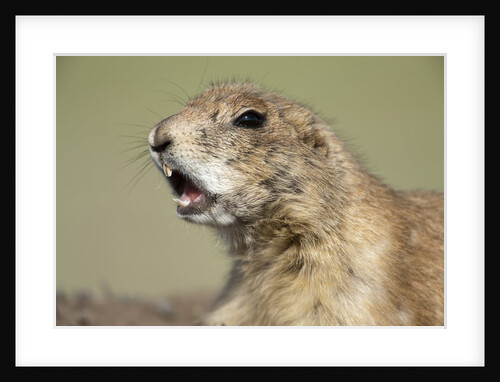 Prairie Dog in Theodore Roosevelt National Park by Anonymous