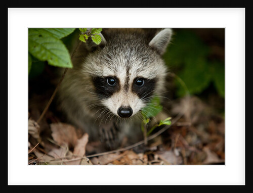 Raccoon at Assateague Island National Seashore in Maryland by Anonymous