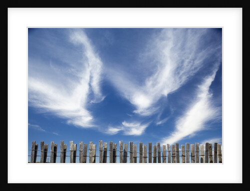 Cirrus clouds in summer sky by Anonymous