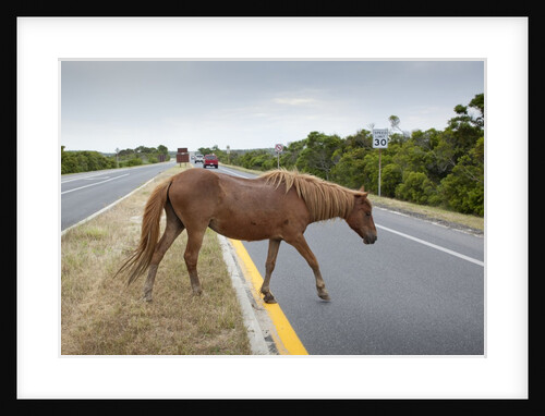 Wild horse crossing road by Anonymous
