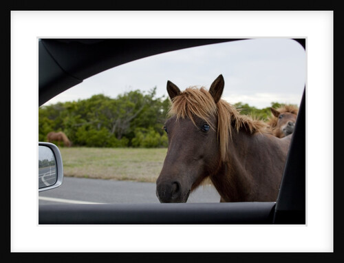 Wild horse at car window by Anonymous