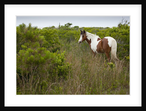 Wild horse eating grass by Anonymous