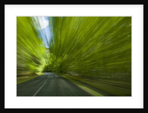 Driving through forest by Anonymous