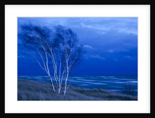 Birch trees along Lake Michigan at dusk by Anonymous
