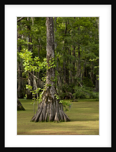 Merchants Millpond State Park, North Carolina by Anonymous