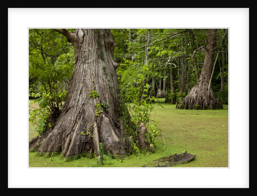 Merchants Millpond State Park, North Carolina by Anonymous