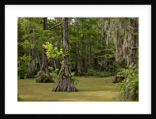 Merchants Millpond State Park, North Carolina by Anonymous