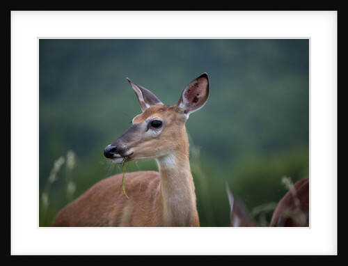 White-Tailed Deer, Skyline Drive, Shenandoah National Park, Virginia by Anonymous
