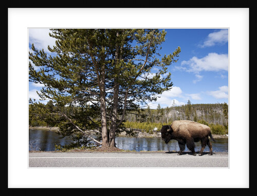 American bison walking along road in Yellowstone National Park by Anonymous