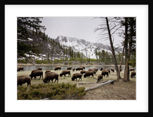American Bison herd grazing in Yellowstone National Park by Anonymous
