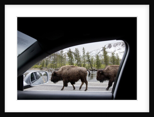 American Bison seen from car in Yellowstone National Park by Anonymous