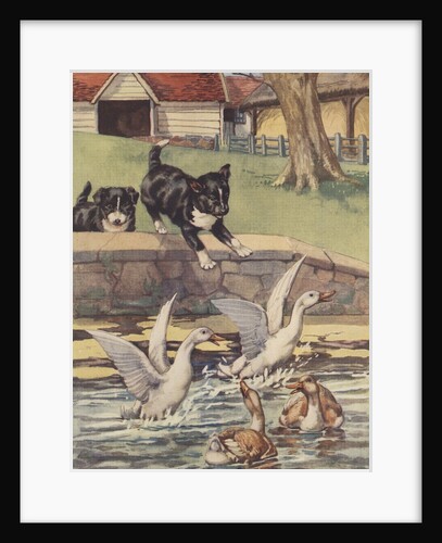 Puppy falling into water by Anonymous
