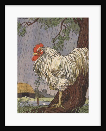 Unhappy rooster in rain by Anonymous