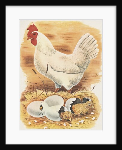 Chicken and hatching chicks by Anonymous