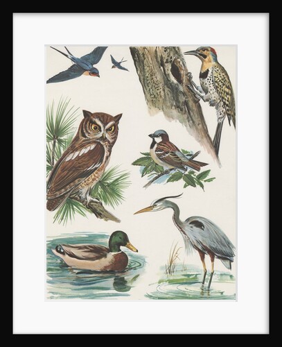Variety of birds by Anonymous