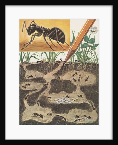 Ant colony by Anonymous