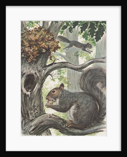 Squirrels in tree by Anonymous