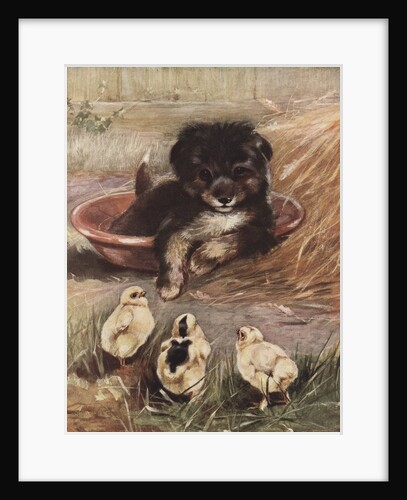 Puppy and chicks by Anonymous