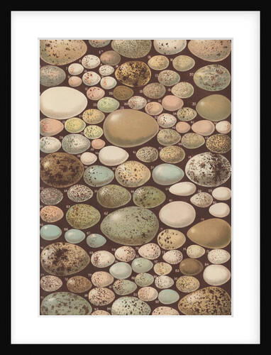 Variety of bird eggs by Anonymous