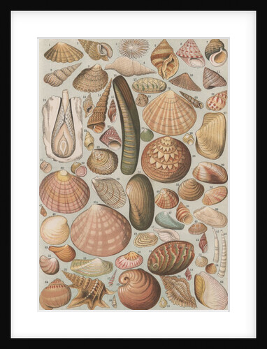 Variety of seashells by Anonymous