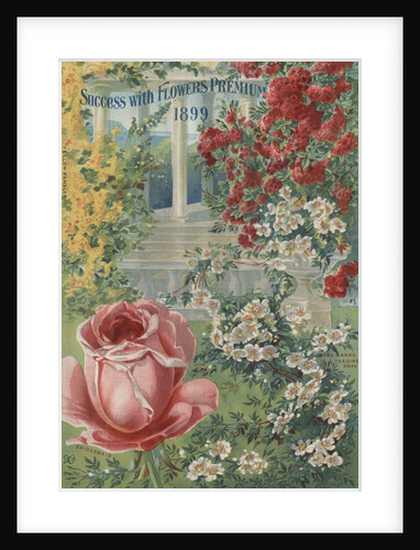 Illustration of roses by Anonymous