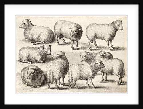 Nine sheep by Anonymous