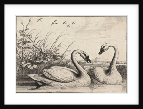 Two swans by Wenceslas Hollar