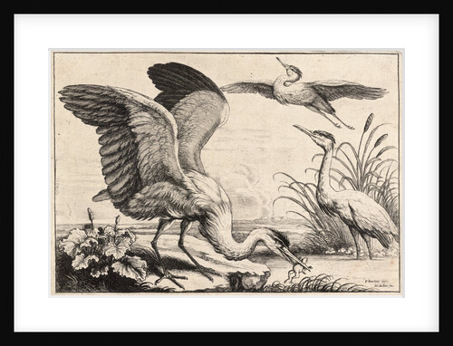Three herons by Wenceslas Hollar
