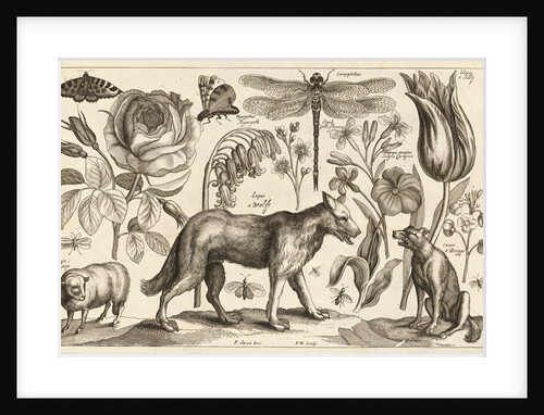 A Wolf, with a Sheep, a Dog and various flowers and insects by Wenceslas Hollar