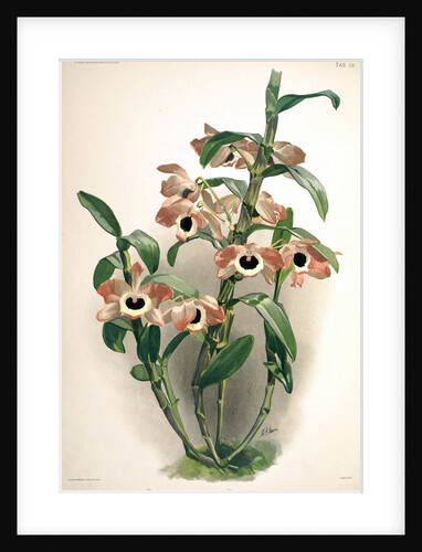 Orchid by Frederick Sander