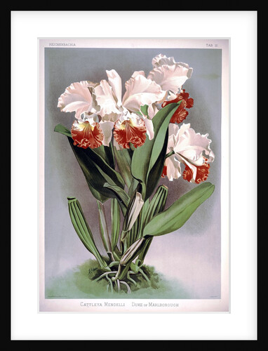 Orchid by Frederick Sander