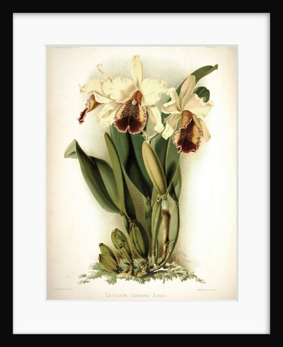 Orchid by Frederick Sander