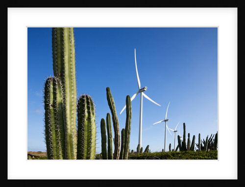 Wind Turbines and Cactus at Aruba by Anonymous