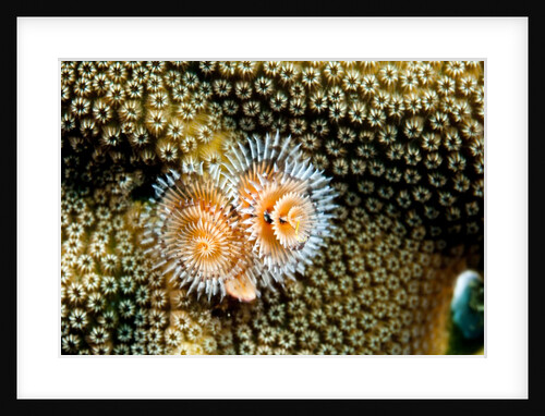Coral Polyps on Caribbean Reef, Bonaire by Anonymous