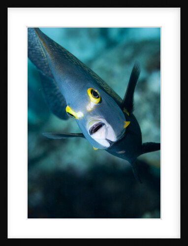 French Angelfish, Bonaire by Anonymous
