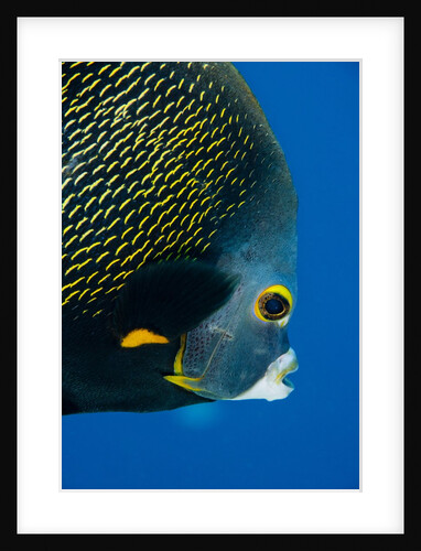 French Angelfish, Bonaire by Anonymous