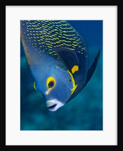 French Angelfish, Bonaire by Anonymous