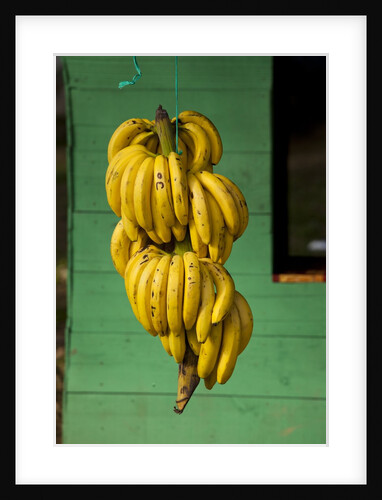 Bananas at a Fruit Stand in Dominican Republic by Anonymous