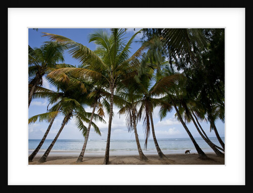 Palm Tree along Caribbean beach in Dominican Republic by Anonymous
