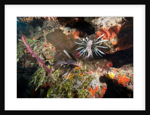 Lionfish in coral reef in Dominican Republic by Anonymous