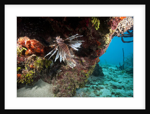 Lionfish in coral reef in Dominican Republic by Anonymous