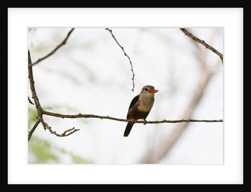 Grey-headed Kingfisher (Halcyon leucocephala), Tsavo East National Park, Kenya. by Anonymous