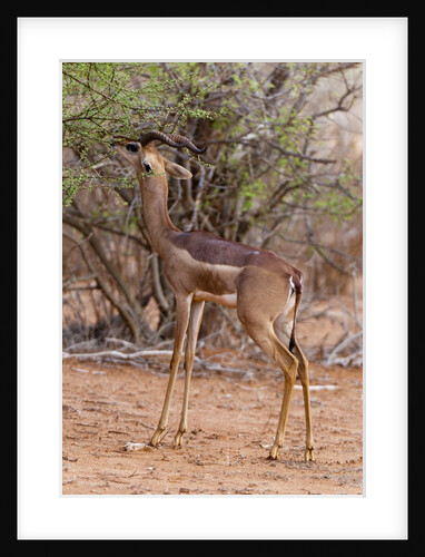 Gerenuk (Litocranius walleri), Tsavo East National Park, Kenya. by Anonymous