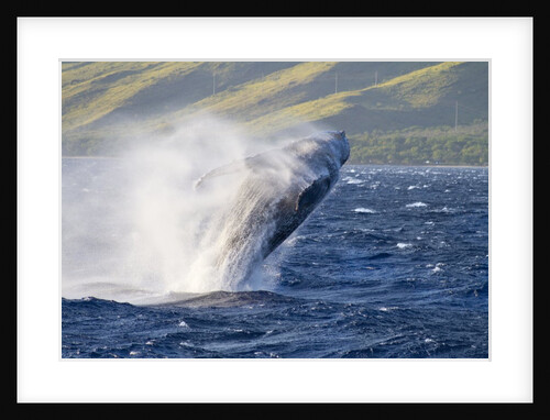 Humpback whale by Anonymous