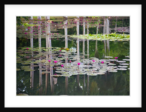 Water Lilies in Hawaii by Anonymous