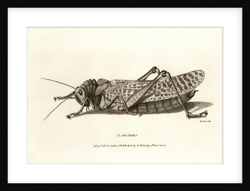 Illustration of locust by Anonymous