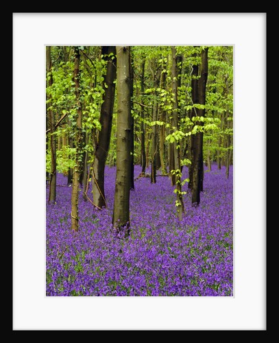 Bluebells (hyacinthoides non-scriptus) in a beech wood (fagus sylvatica), West Stoke, West Sussex, England, UK, Europe by Anonymous