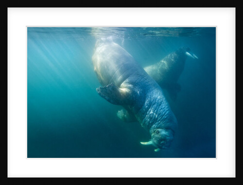 Two walruses underwater by Anonymous