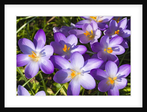 Crocus flowers by Anonymous