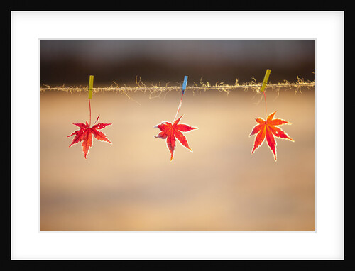 Fallen leaves hanging the rope by Anonymous